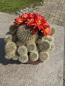 Preview: Rebutia rot